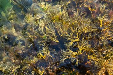 Российские учёные нашли самую полезную водоросль